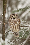 wildlife;owl;Strix-varia;barred-owl;raptor;bird-of-prey;snow;tree;NH;Nrth-NH;Z9