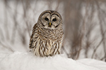wildlife;owl;Strix-varia;barred-owl;raptor;bird-of-prey;snow;tree;NH;Nrth-NH;Z9