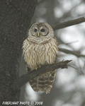 wildlife;owl;Strix-varia;barred-owl;raptor;bird-of-prey;Newington;New-Hampshire