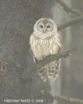 wildlife;owl;Strix-varia;barred-owl;raptor;bird-of-prey;Newington;New-Hampshire