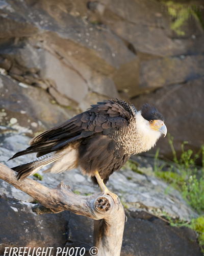 wildlife;raptor;bird of prey;Crested CaraCara;Caracara cheriway;Mexican Eagle;Raptor Project;Catskill;NY