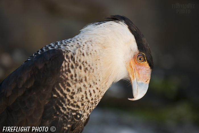 wildlife;raptor;bird of prey;Crested CaraCara;Caracara cheriway;head shot;Mexican Eagle;Raptor Project;Catskill;NY