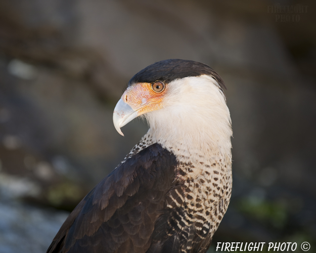 wildlife;raptor;bird of prey;Crested CaraCara;Caracara cheriway;head shot;Mexican Eagle;Raptor Project;Catskill;NY