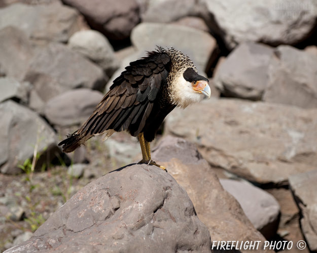 wildlife;raptor;bird of prey;Crested CaraCara;Caracara cheriway;rocks;Mexican Eagle;Raptor Project;Catskill;NY