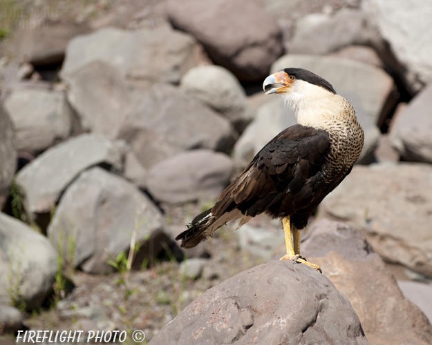 wildlife;raptor;bird of prey;Crested CaraCara;Caracara cheriway;rocks;Mexican Eagle;Raptor Project;Catskill;NY