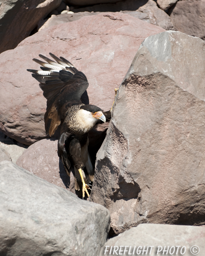 wildlife;raptor;bird of prey;Crested CaraCara;Caracara cheriway;rocks;Mexican Eagle;Raptor Project;Catskill;NY