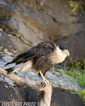 wildlife;raptor;bird-of-prey;Crested-CaraCara;Caracara-cheriway;Mexican-Eagle;Raptor-Project;Catskill;NY