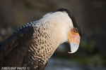 wildlife;raptor;bird-of-prey;Crested-CaraCara;Caracara-cheriway;head-shot;Mexican-Eagle;Raptor-Project;Catskill;NY