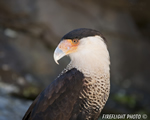 wildlife;raptor;bird-of-prey;Crested-CaraCara;Caracara-cheriway;head-shot;Mexican-Eagle;Raptor-Project;Catskill;NY