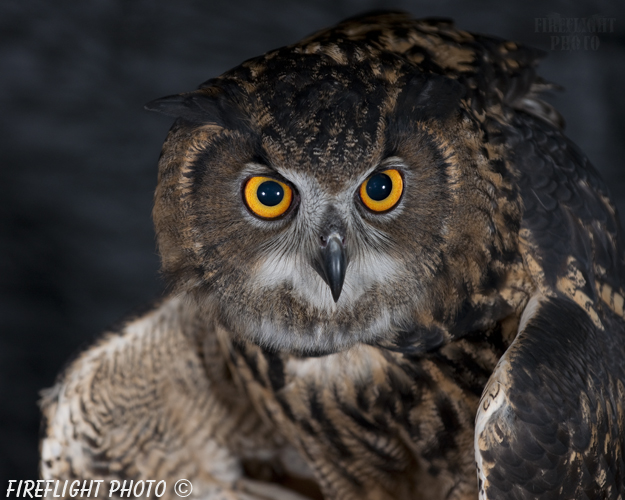 wildlife;owl;Eurasian Eagle Owl;Bubo bubo;raptor;bird of prey;raptor project;Catskill Mountains;NY;New York