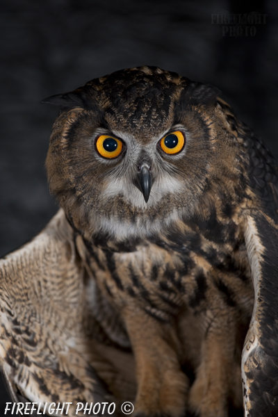 wildlife;owl;Eurasian Eagle Owl;Bubo bubo;raptor;bird of prey;raptor project;Catskill Mountains;NY;New York