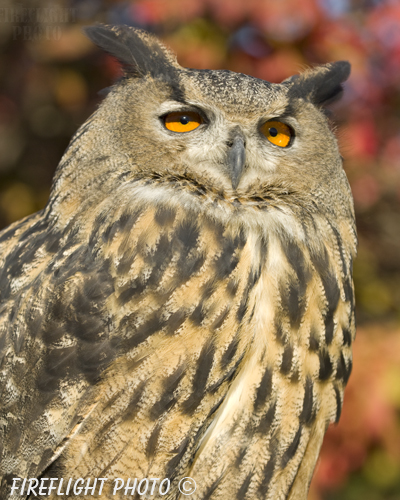 wildlife;owl;Eurasian Eagle Owl;Bubo bubo;raptor;bird of prey;raptor project;Wachusett Mountain;Maine