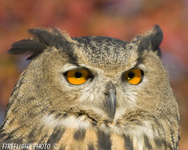 wildlife;owl;Eurasian Eagle Owl;Bubo bubo;raptor;bird of prey;raptor project;Wachusett Mountain;Maine