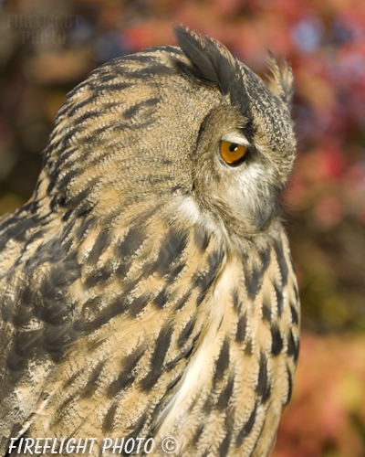 wildlife;owl;Eurasian Eagle Owl;Bubo bubo;raptor;bird of prey;raptor project;Wachusett Mountain;Maine