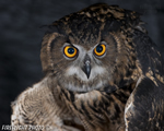 wildlife;owl;Eurasian-Eagle-Owl;Bubo-bubo;raptor;bird-of-prey;raptor-project;Catskill-Mountains;NY;New-York