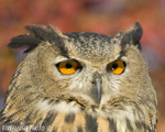 wildlife;owl;Eurasian-Eagle-Owl;Bubo-bubo;raptor;bird-of-prey;raptor-project;Wachusett-Mountain;Maine