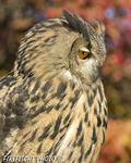 wildlife;owl;Eurasian-Eagle-Owl;Bubo-bubo;raptor;bird-of-prey;raptor-project;Wachusett-Mountain;Maine