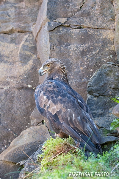 wildlife;golden eagle;Aquila Chrysaetos;eagle;raptor;bird of prey;catskill mountains