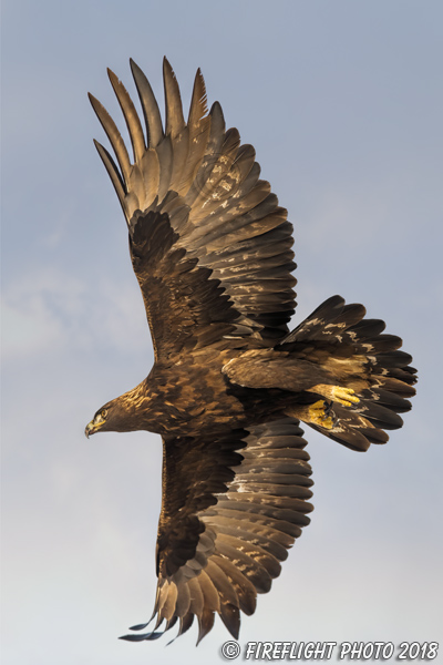 wildlife;golden eagle;Aquila Chrysaetos;eagle;raptor;bird of prey;Montana;MT