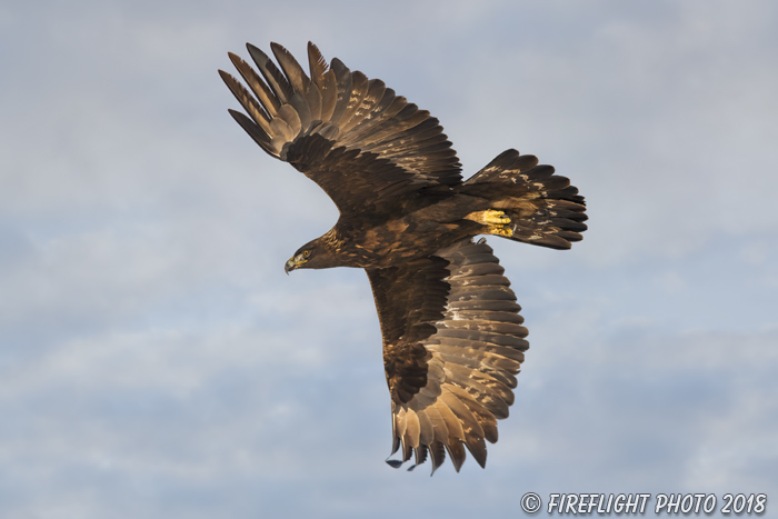 wildlife;golden eagle;Aquila Chrysaetos;eagle;raptor;bird of prey;Montana;MT