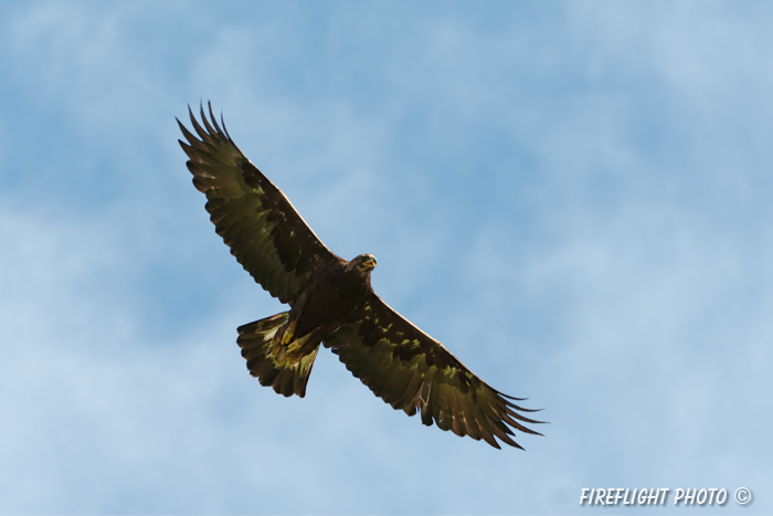 wildlife;golden eagle;Aquila Chrysaetos;eagle;raptor;bird of prey;montana