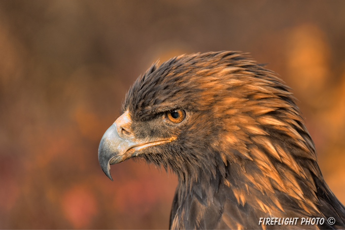 wildlife;golden eagle;Aquila Chrysaetos;eagle;raptor;bird of prey;raptor project;Wachusett Mountain;Maine;head shot