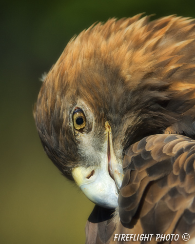 wildlife;golden eagle;Aquila Chrysaetos;eagle;raptor;bird of prey;raptor project;Wachusett Mountain;Maine;head shot