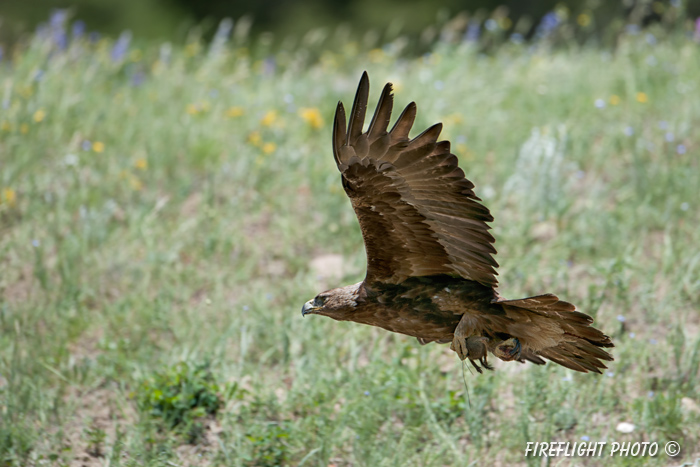 wildlife;golden eagle;Aquila Chrysaetos;eagle;raptor;bird of prey;prey;Yellowstone NP;Lamar Valley