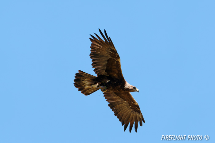 wildlife;golden eagle;Aquila Chrysaetos;eagle;raptor;bird of prey;prey;Yellowstone NP;Lamar Valley