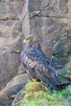 wildlife;golden-eagle;Aquila-Chrysaetos;eagle;raptor;bird-of-prey;catskill-mountains