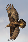 wildlife;golden-eagle;Aquila-Chrysaetos;eagle;raptor;bird-of-prey;Montana;MT