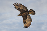 wildlife;golden-eagle;Aquila-Chrysaetos;eagle;raptor;bird-of-prey;Montana;MT