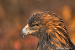 wildlife;golden-eagle;Aquila-Chrysaetos;eagle;raptor;bird-of-prey;raptor-project;Wachusett-Mountain;Maine;head-shot