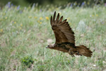 wildlife;golden-eagle;Aquila-Chrysaetos;eagle;raptor;bird-of-prey;prey;Yellowstone-NP;Lamar-Valley
