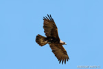 wildlife;golden-eagle;Aquila-Chrysaetos;eagle;raptor;bird-of-prey;prey;Yellowstone-NP;Lamar-Valley