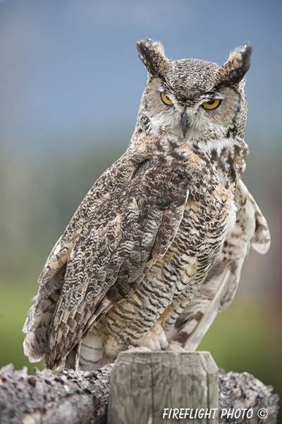 wildlife;great horned owl;Bubo virginianus;owl;raptor;bird of prey;teton raptor center;WY;D3X