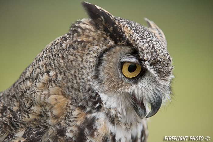wildlife;great horned owl;Bubo virginianus;owl;raptor;bird of prey;head shot;teton raptor center;WY;D3X