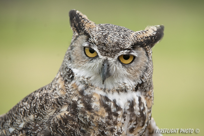 wildlife;great horned owl;Bubo virginianus;owl;raptor;bird of prey;head shot;teton raptor center;WY;D3X