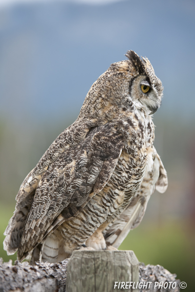 wildlife;great horned owl;Bubo virginianus;owl;raptor;bird of prey;teton raptor center;WY;D3X