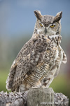 wildlife;great-horned-owl;Bubo-virginianus;owl;raptor;bird-of-prey;teton-raptor-center;WY;D3X