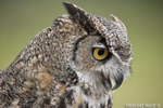 wildlife;great-horned-owl;Bubo-virginianus;owl;raptor;bird-of-prey;head-shot;teton-raptor-center;WY;D3X