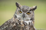 wildlife;great-horned-owl;Bubo-virginianus;owl;raptor;bird-of-prey;head-shot;teton-raptor-center;WY;D3X