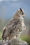 wildlife;great-horned-owl;Bubo-virginianus;owl;raptor;bird-of-prey;teton-raptor-center;WY;D3X