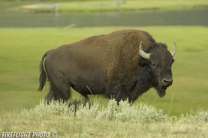 Wildlife;Bison;Bison Bison;grass;yellowstone np;wyoming