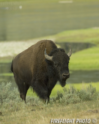 Wildlife;Bison;Bison Bison;grass;yellowstone np;wyoming