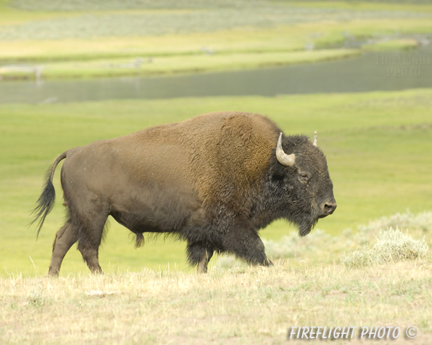 Wildlife;Bison;Bison Bison;grass;yellowstone np;wyoming