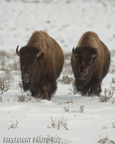 Wildlife;Bison;Bison Bison;snow;yellowstone np;wyoming