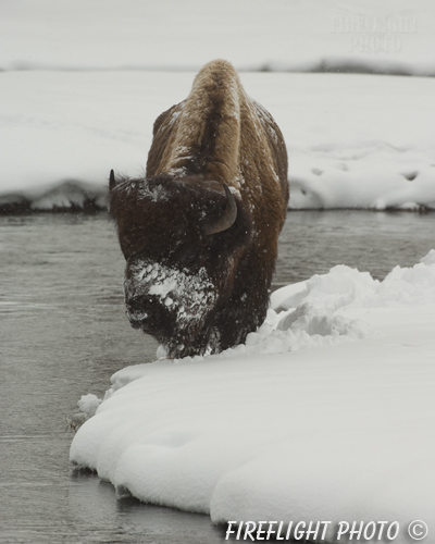 Wildlife;Bison;Bison Bison;snow;river;yellowstone np;wyoming