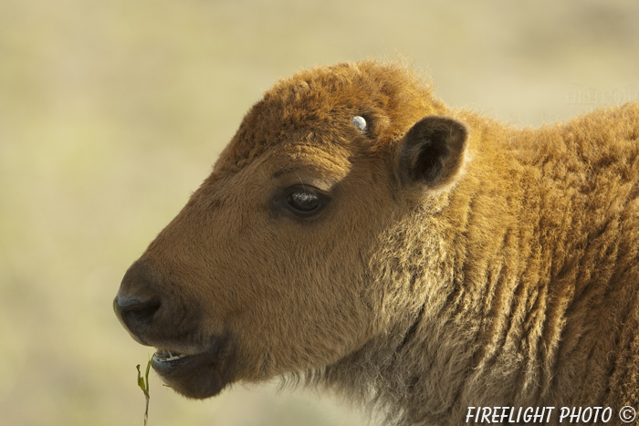 Wildlife;Bison;Bison Bison;calf;head shot;grass;yellowstone np;wyoming