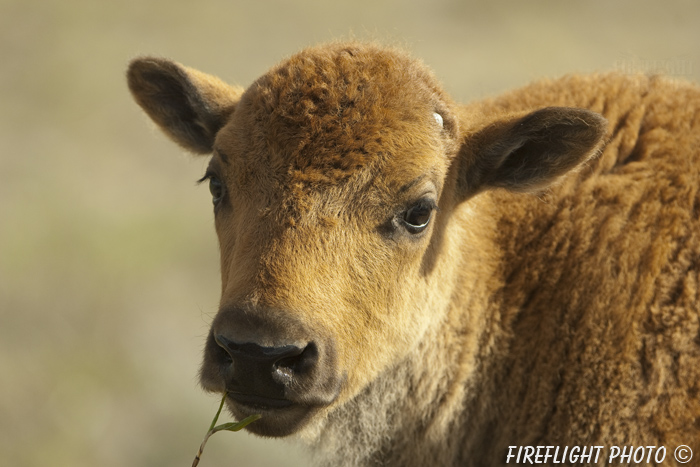Wildlife;Bison;Bison Bison;calf;head shot;grass;yellowstone np;wyoming